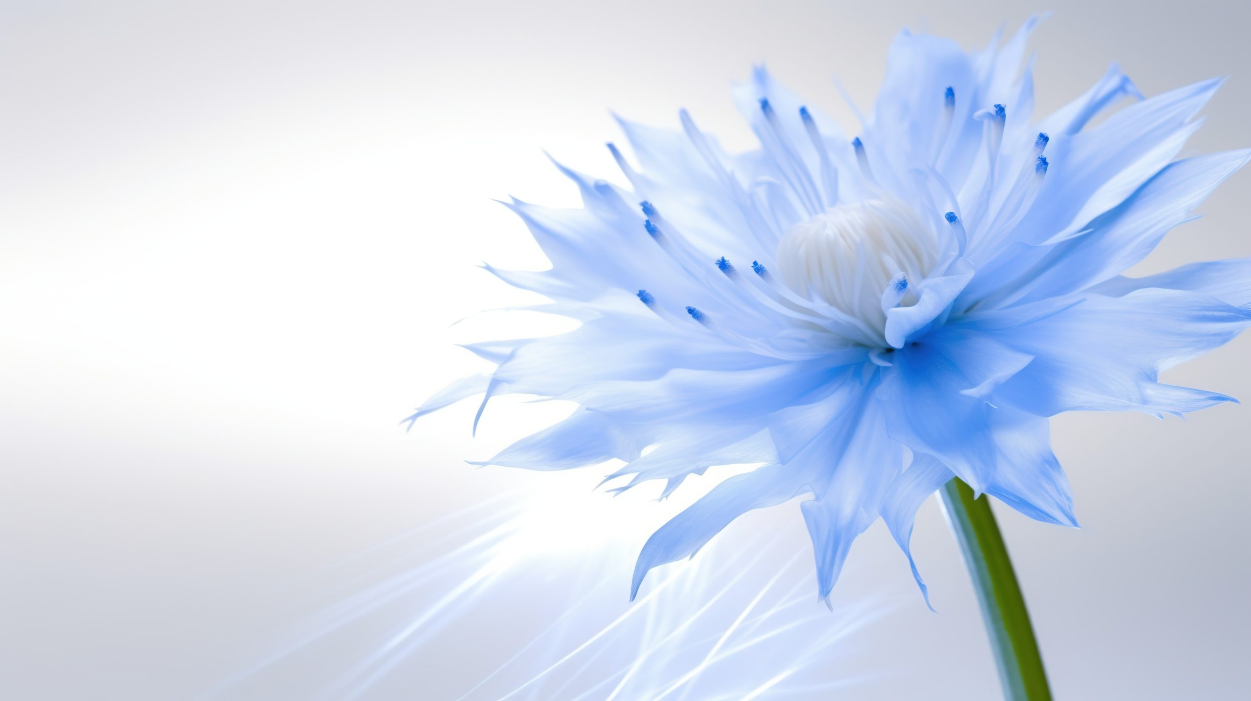 Closeup of beautful blue flower of cornflower. Summer flowers. Floral abstract background. Generative AI. Illustration for banner, poster, cover, brochure or presentation.